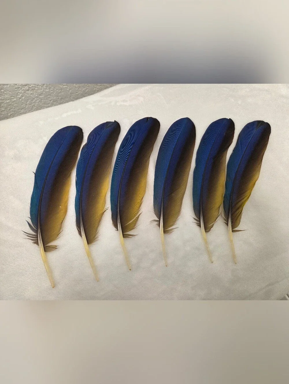 N/A any feathers decorative